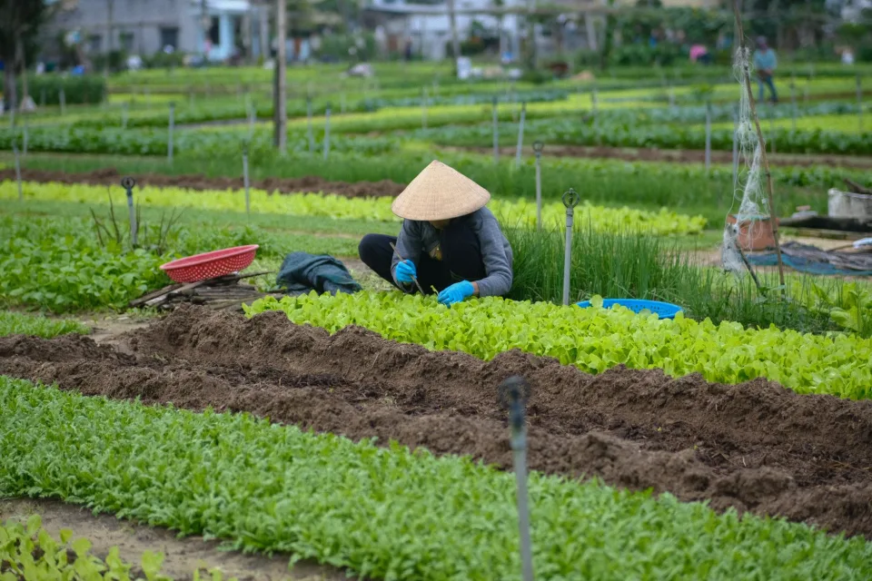 Vườn rau của Phạm Văn Cảnh